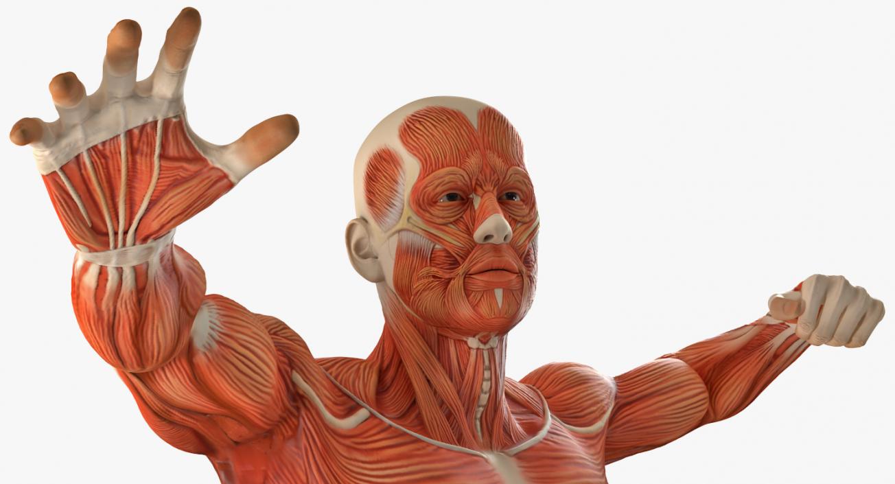 Male and Female Muscular System Anatomy Rigged Collection 3D