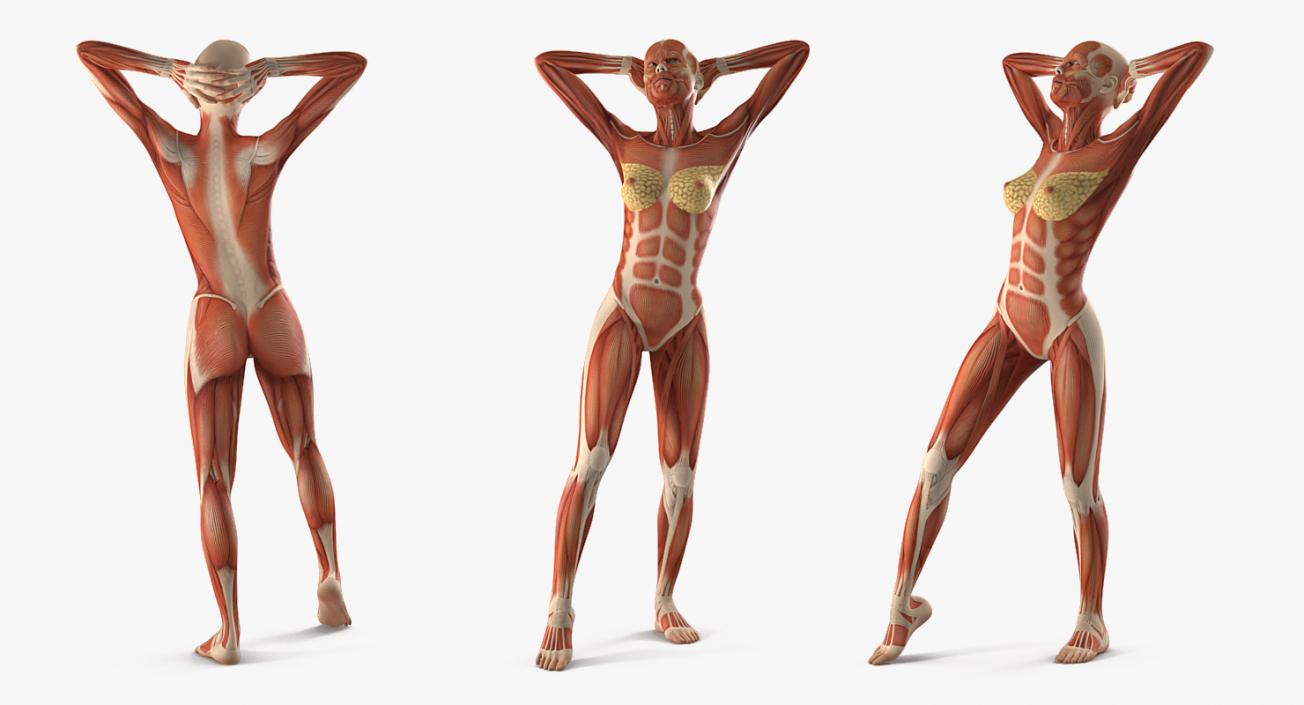 Male and Female Muscular System Anatomy Rigged Collection 3D