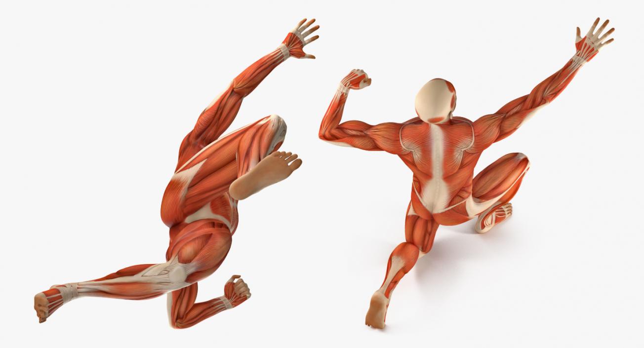 Male and Female Muscular System Anatomy Rigged Collection 3D