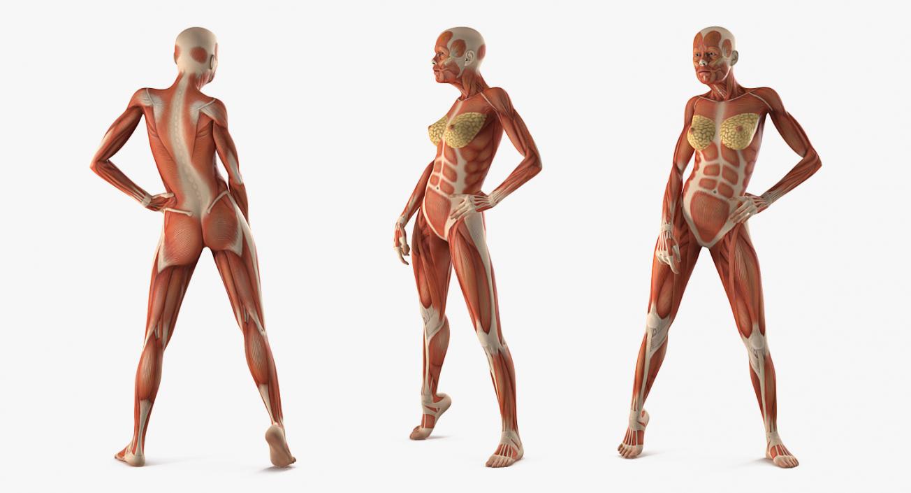 Male and Female Muscular System Anatomy Rigged Collection 3D