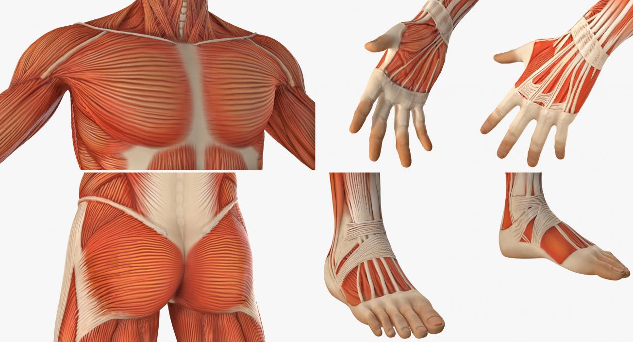 Male and Female Muscular System Anatomy Rigged Collection 3D