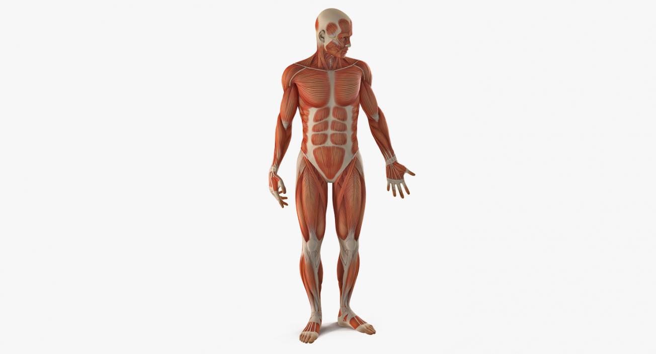 Male and Female Muscular System Anatomy Rigged Collection 3D