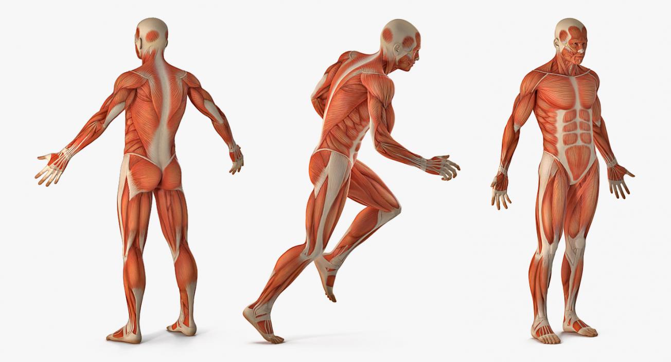 Male and Female Muscular System Anatomy Rigged Collection 3D