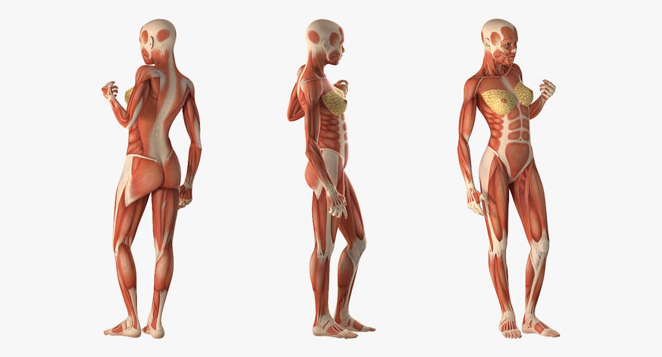 Male and Female Muscular System Anatomy Rigged Collection 3D