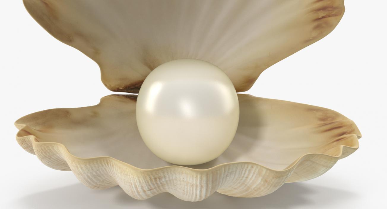 3D Sea Shells Collection 5 model