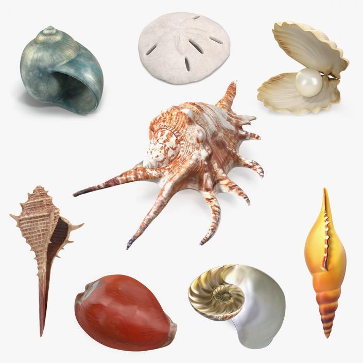 3D Sea Shells Collection 5 model