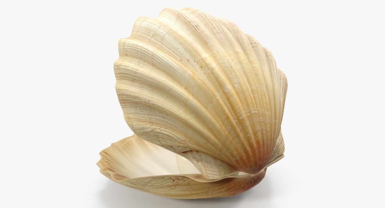 3D Sea Shells Collection 5 model