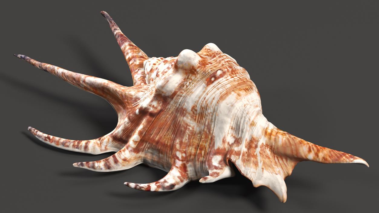 3D Sea Shells Collection 5 model