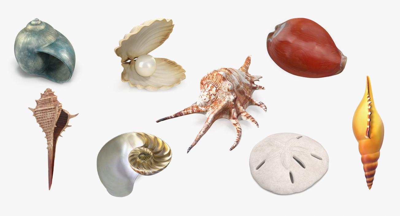 3D Sea Shells Collection 5 model