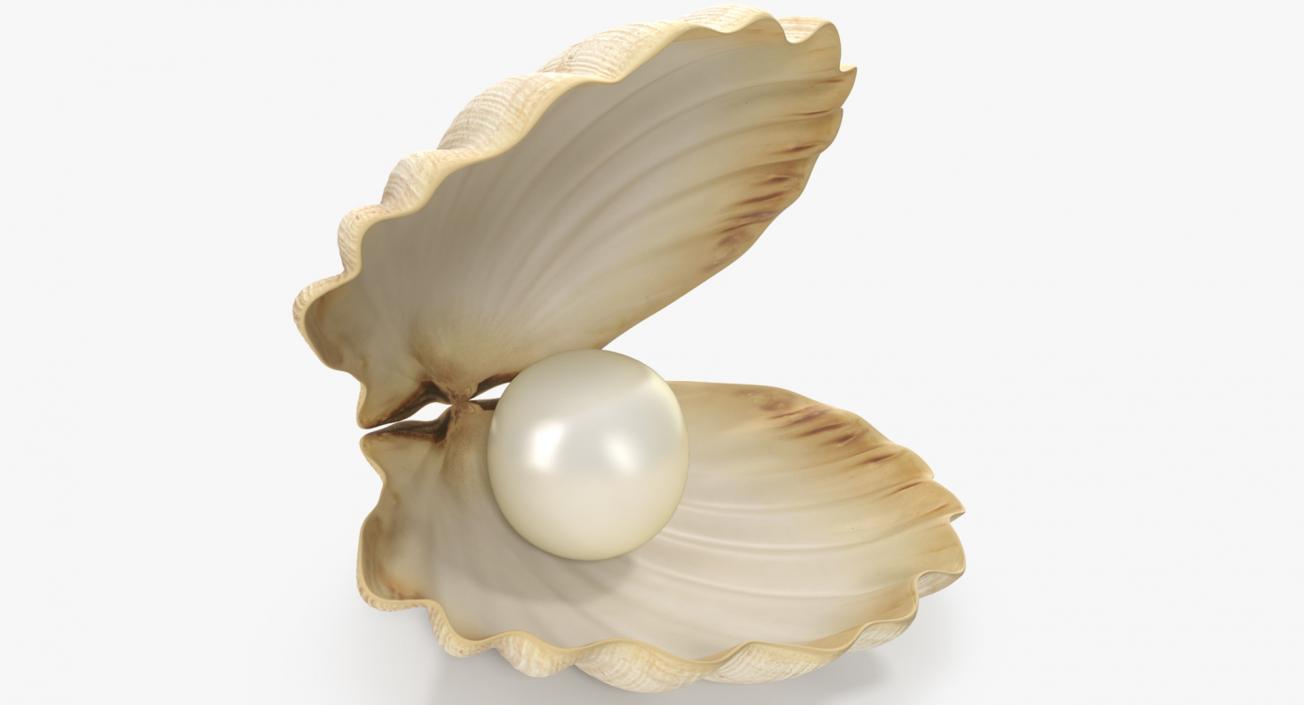 3D Sea Shells Collection 5 model