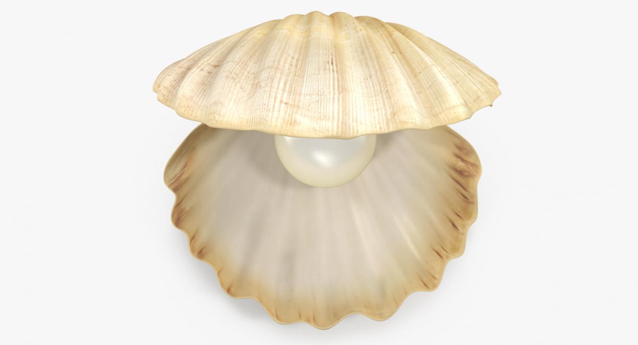 3D Sea Shells Collection 5 model