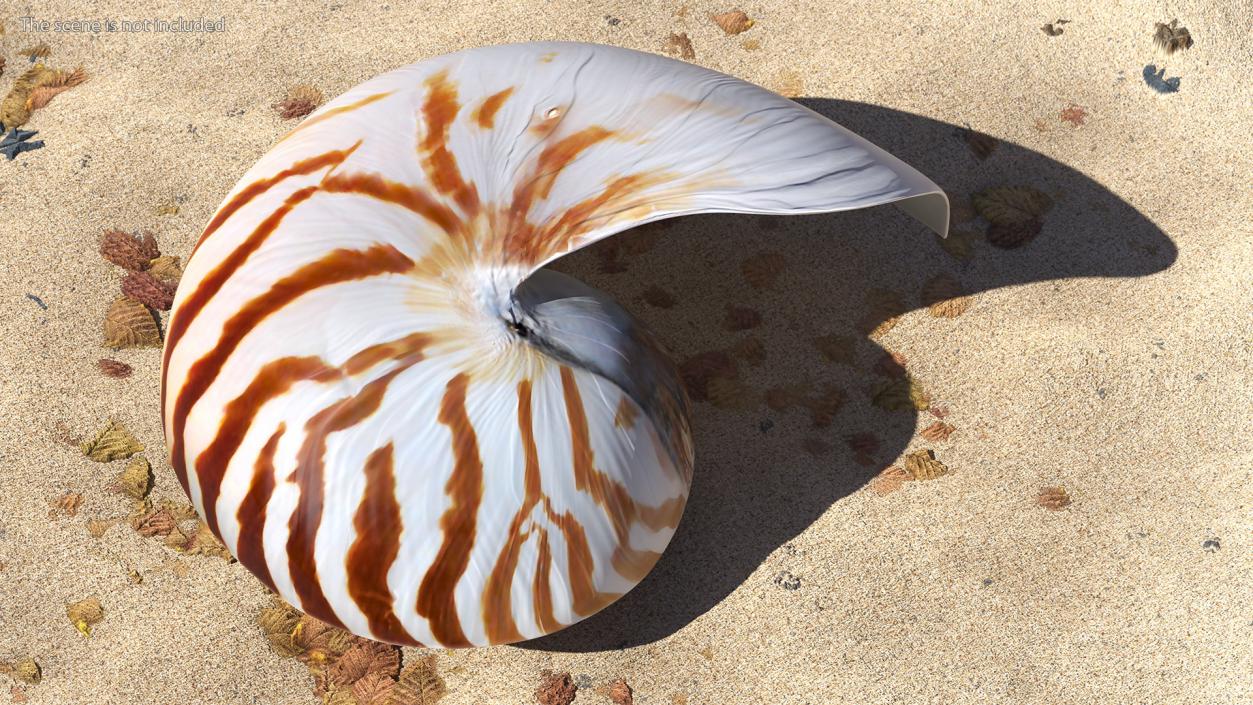 3D Sea Shells Collection 5 model