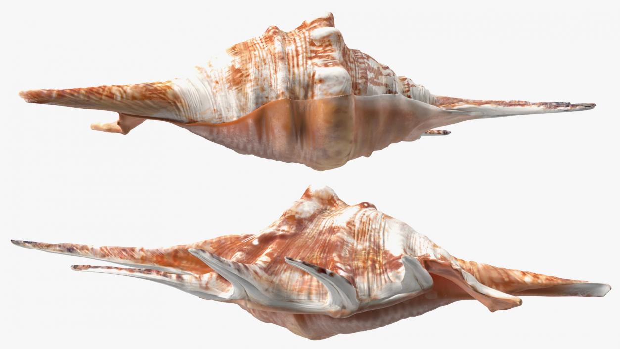 3D Sea Shells Collection 5 model