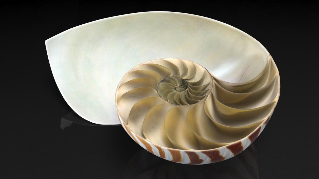 3D Sea Shells Collection 5 model