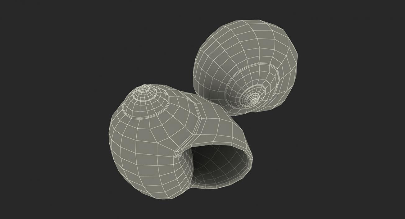 3D Sea Shells Collection 5 model