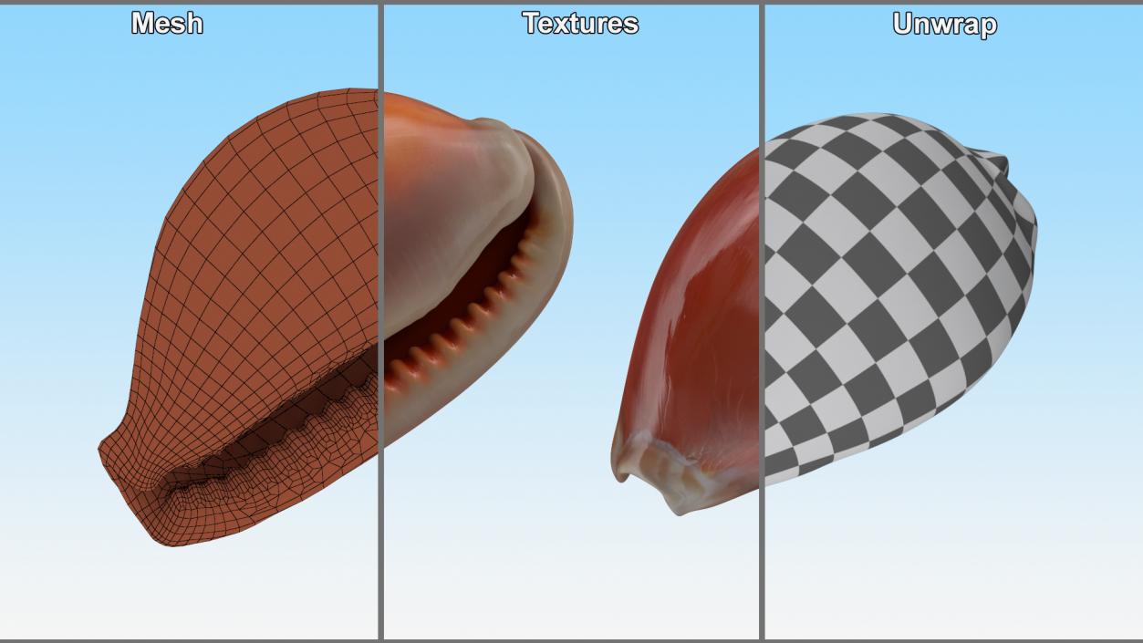 3D Sea Shells Collection 5 model