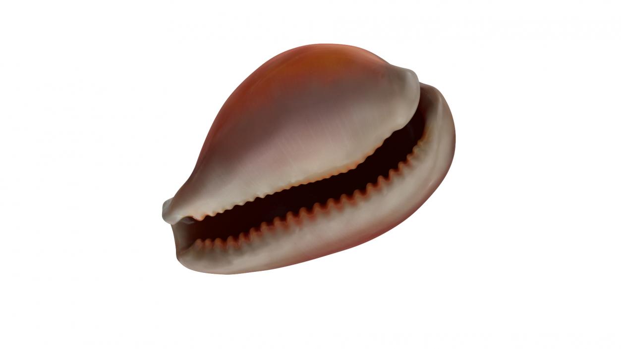 3D Sea Shells Collection 5 model