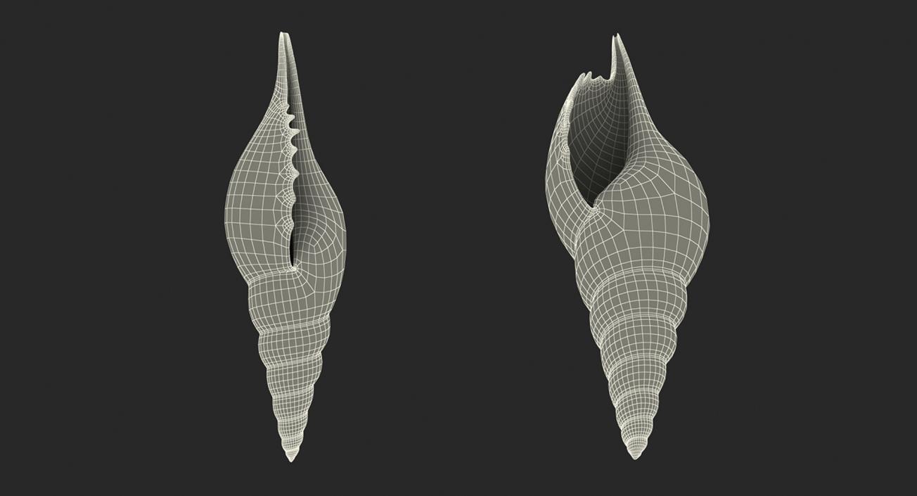 3D Sea Shells Collection 5 model