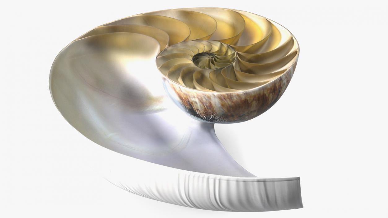 3D Sea Shells Collection 5 model