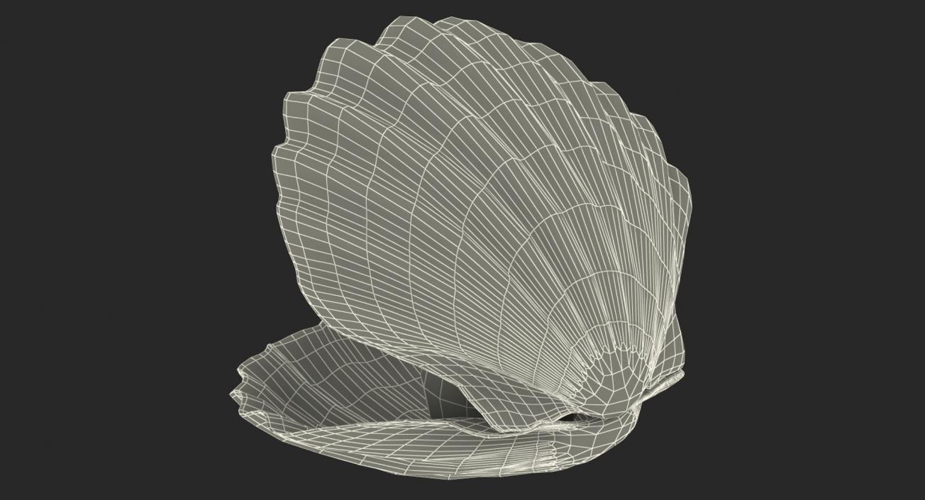 3D Sea Shells Collection 5 model