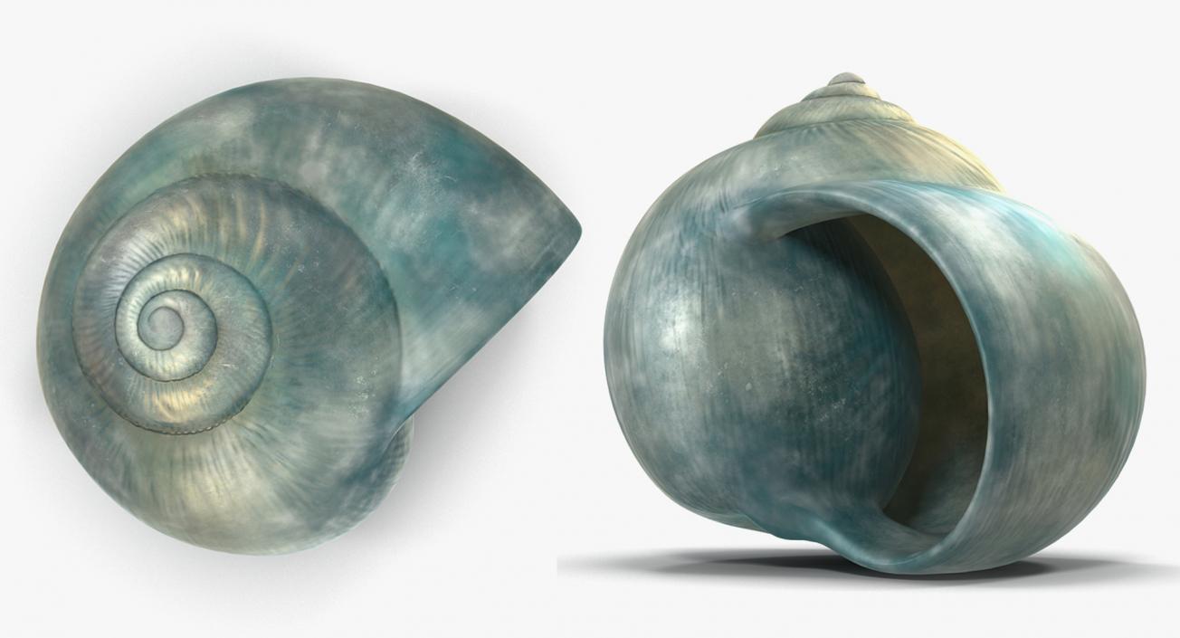 3D Sea Shells Collection 5 model