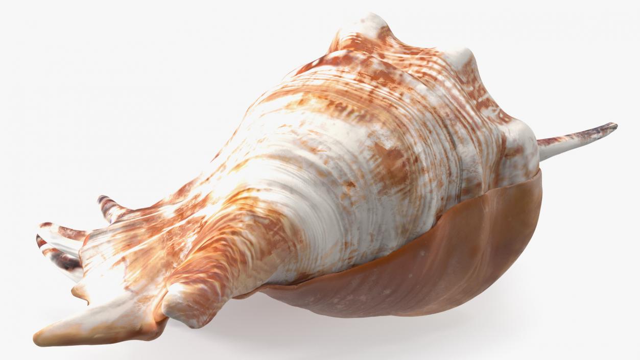 3D Sea Shells Collection 5 model