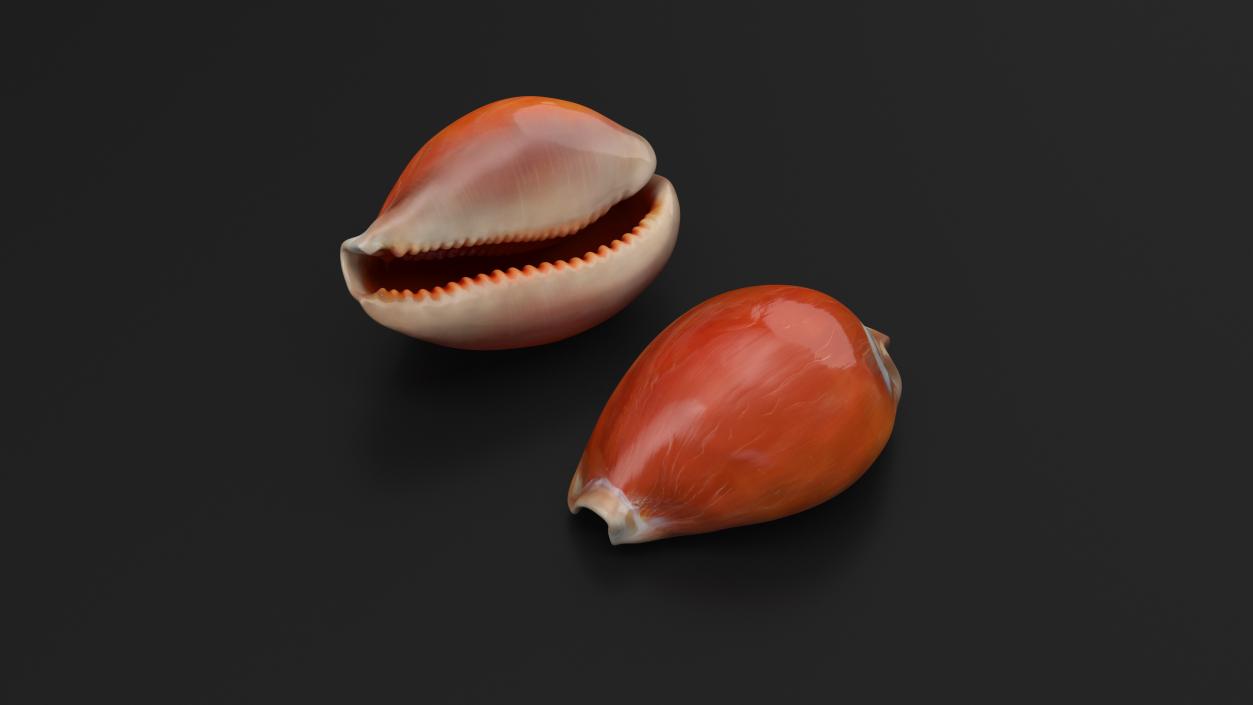 3D Sea Shells Collection 5 model