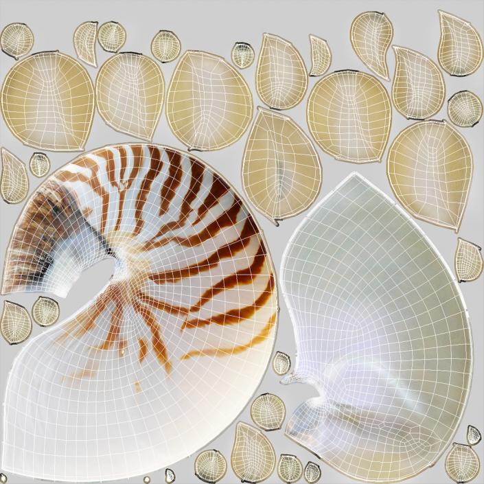 3D Sea Shells Collection 5 model