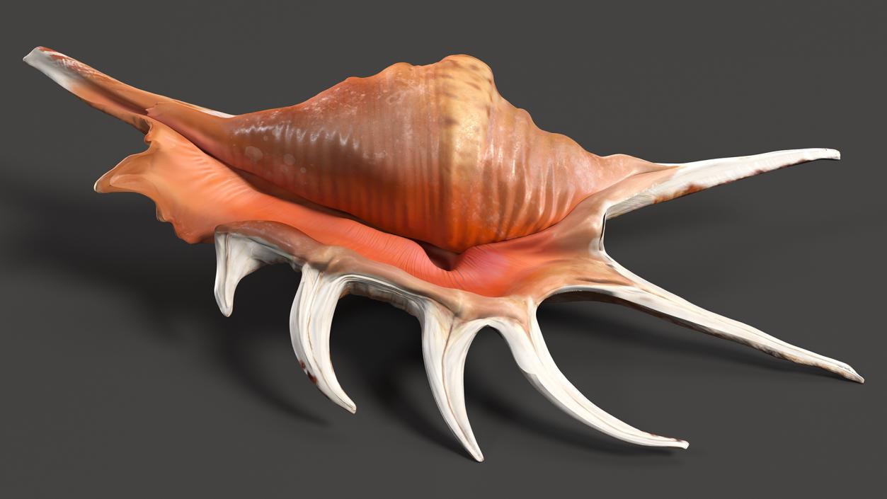 3D Sea Shells Collection 5 model