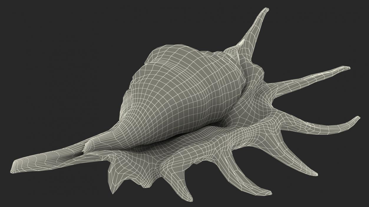 3D Sea Shells Collection 5 model