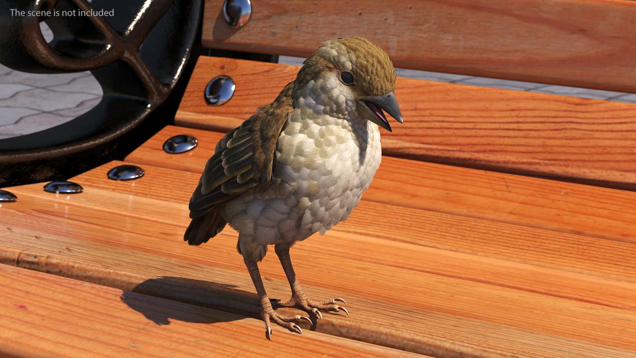 3D House Sparrow with Folded Wings