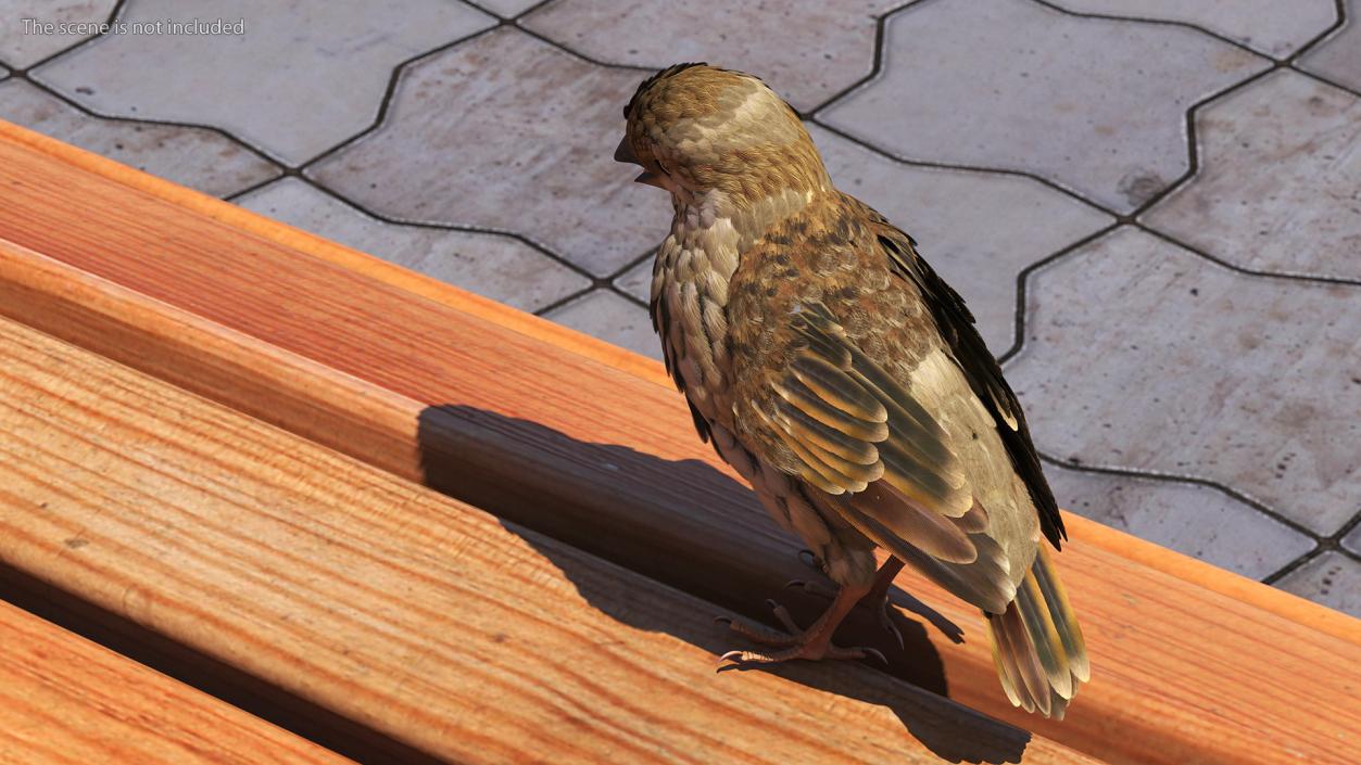 3D House Sparrow with Folded Wings