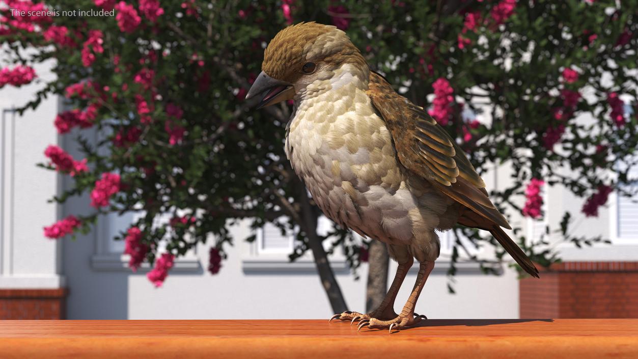 3D House Sparrow with Folded Wings