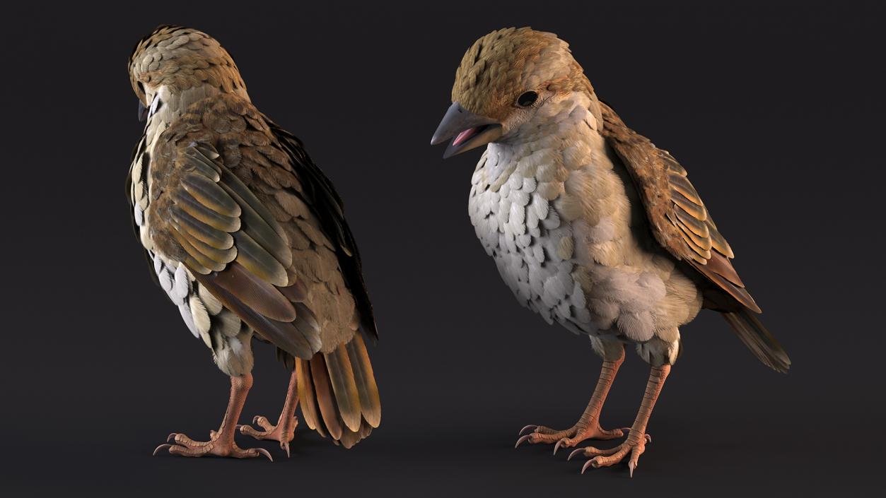 3D House Sparrow with Folded Wings