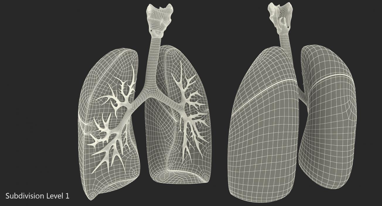 Lung Anatomy Dissection Model 3D model