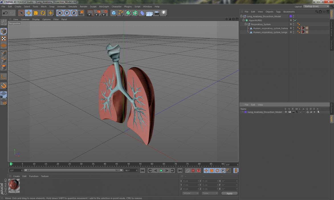 Lung Anatomy Dissection Model 3D model