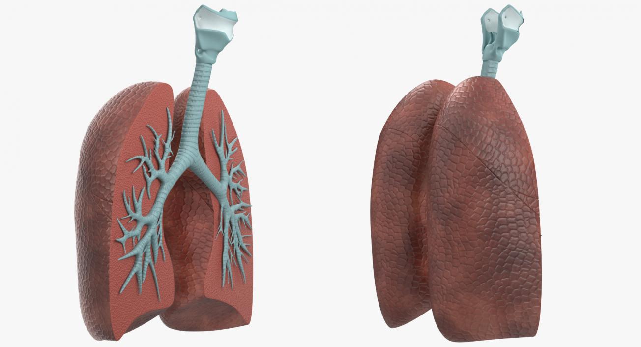 Lung Anatomy Dissection Model 3D model