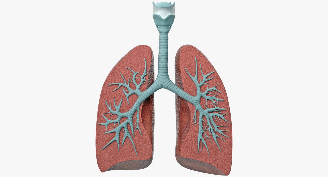 Lung Anatomy Dissection Model 3D model