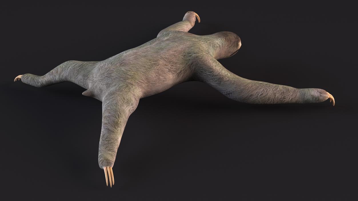 Sloth 3D model