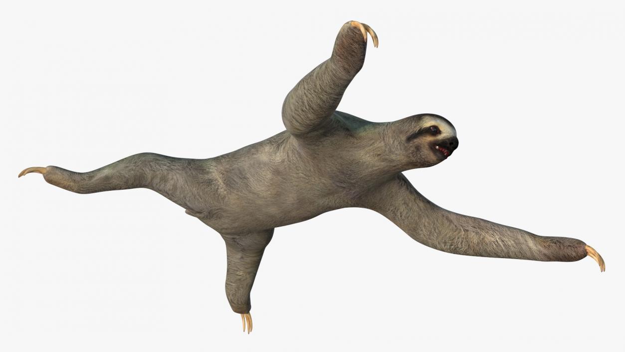 Sloth 3D model