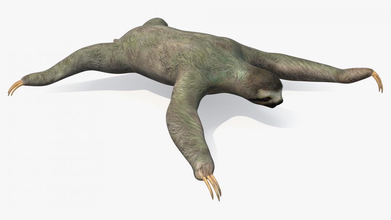 Sloth 3D model