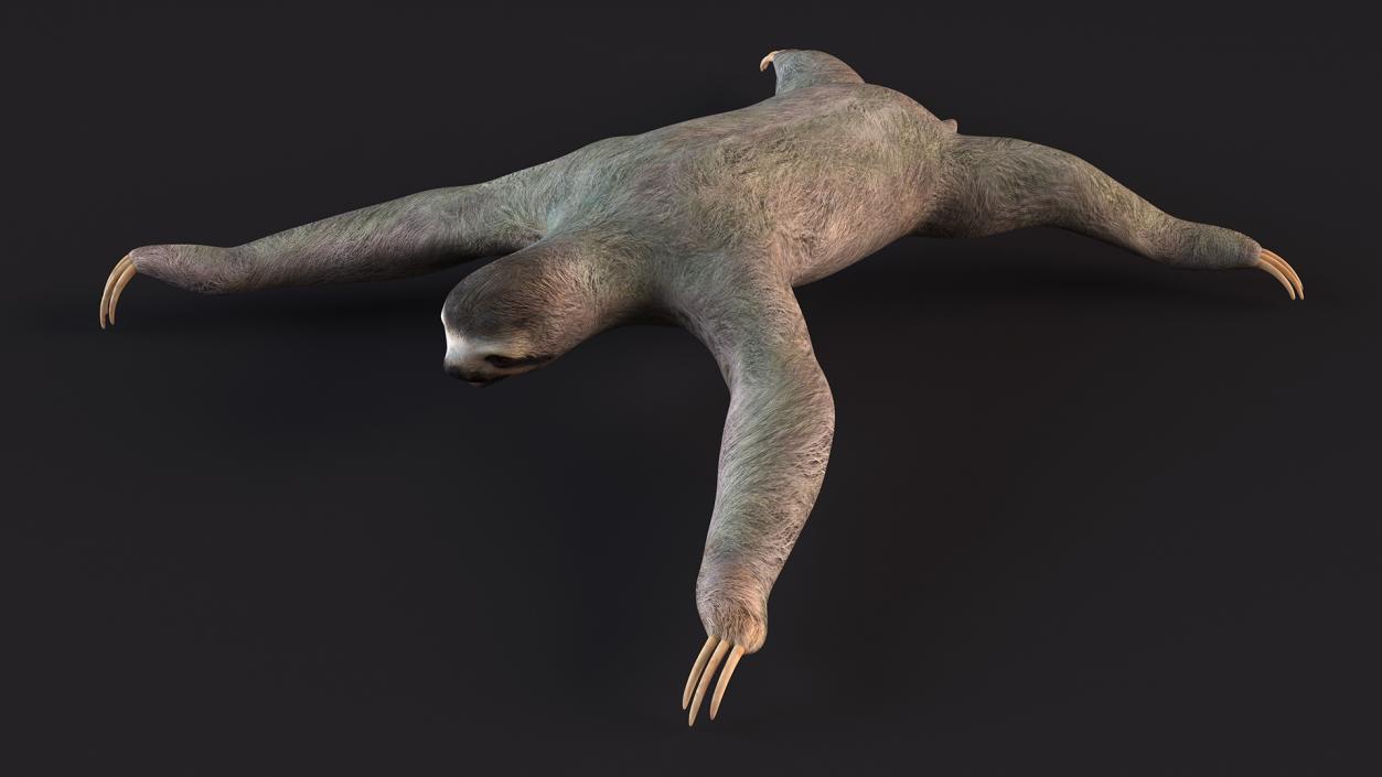 Sloth 3D model