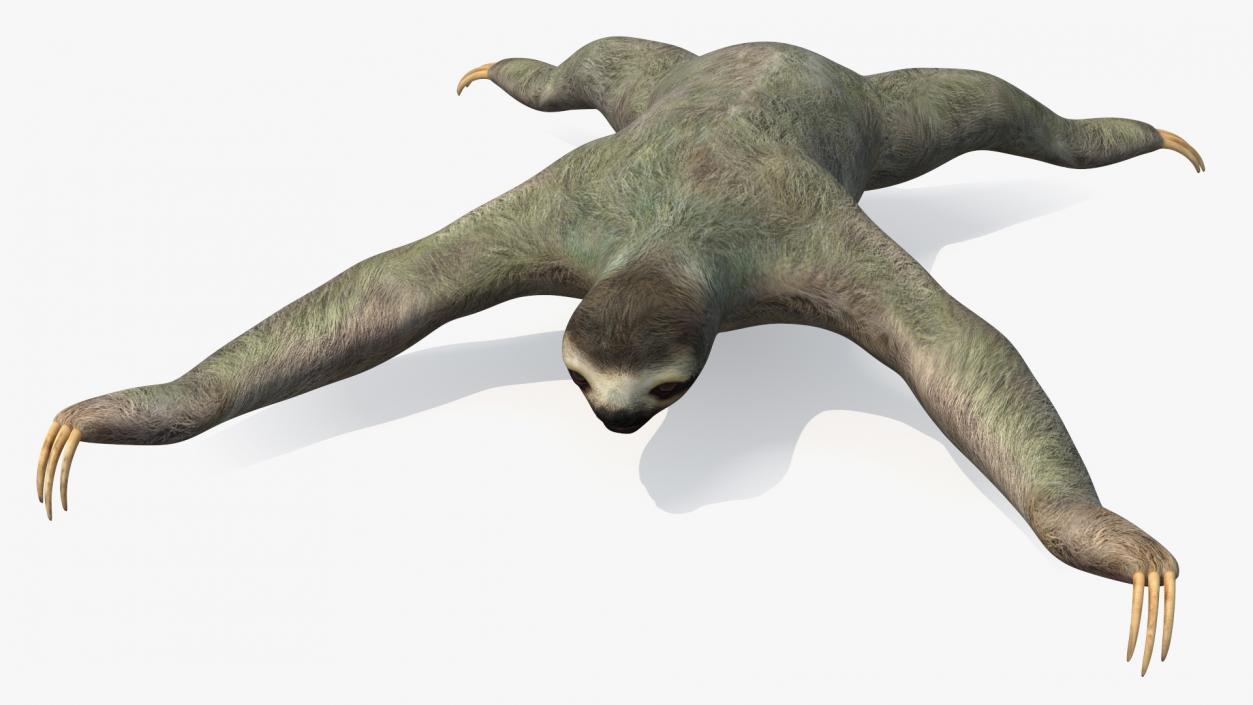 Sloth 3D model