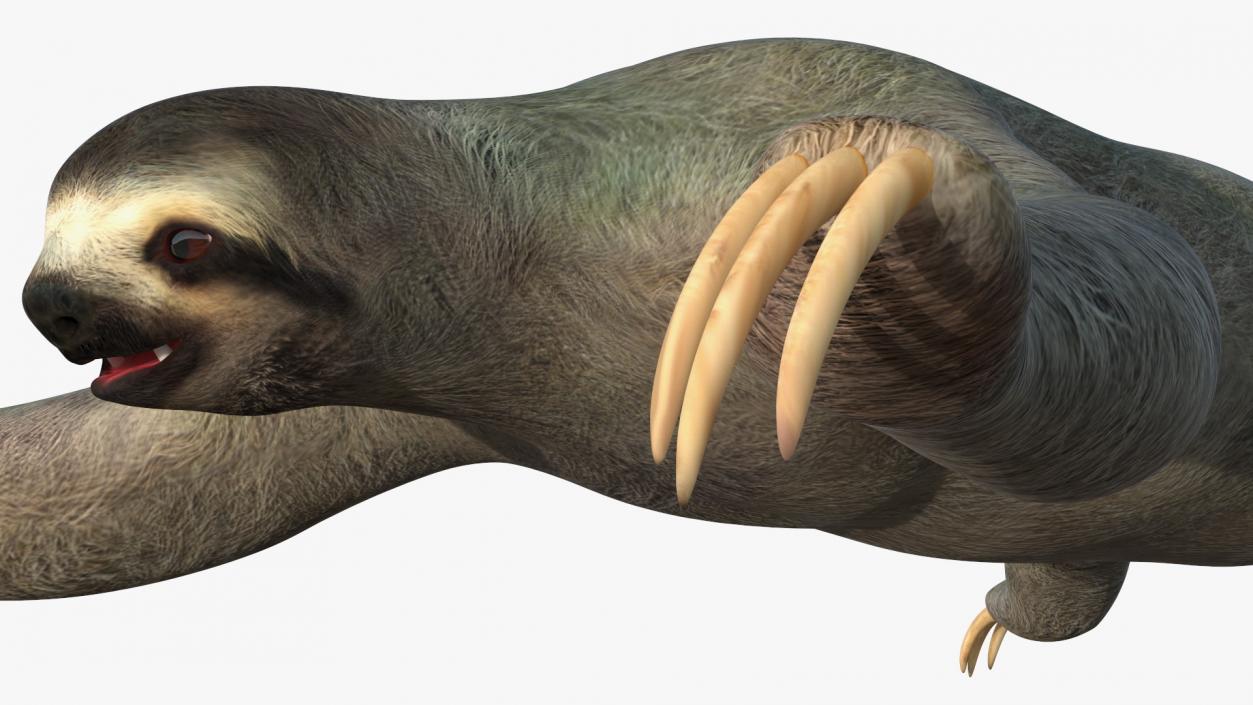 Sloth 3D model