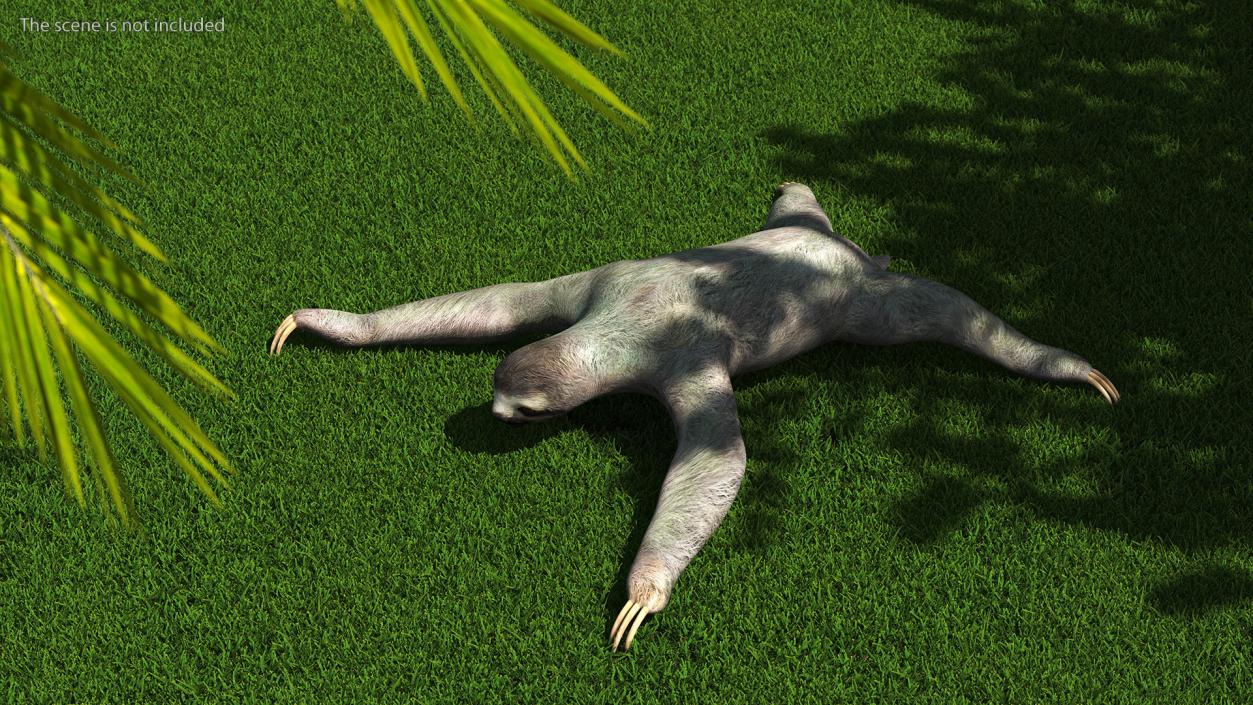 Sloth 3D model