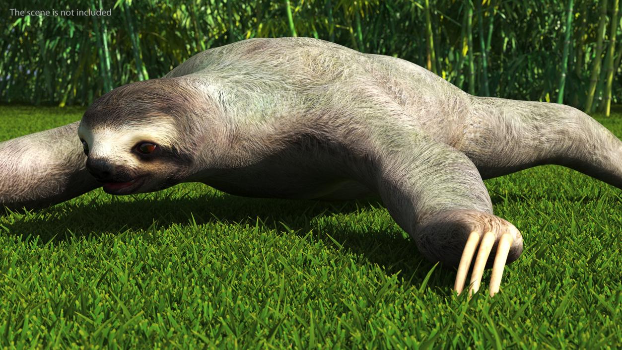 Sloth 3D model