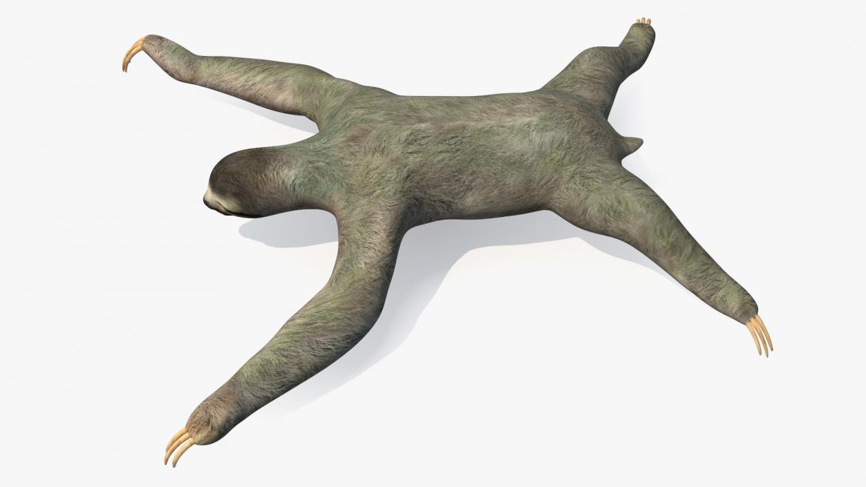 Sloth 3D model