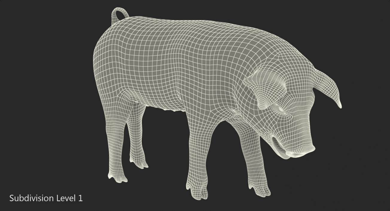 Hampshire Pig Piglet Standing Pose 3D model