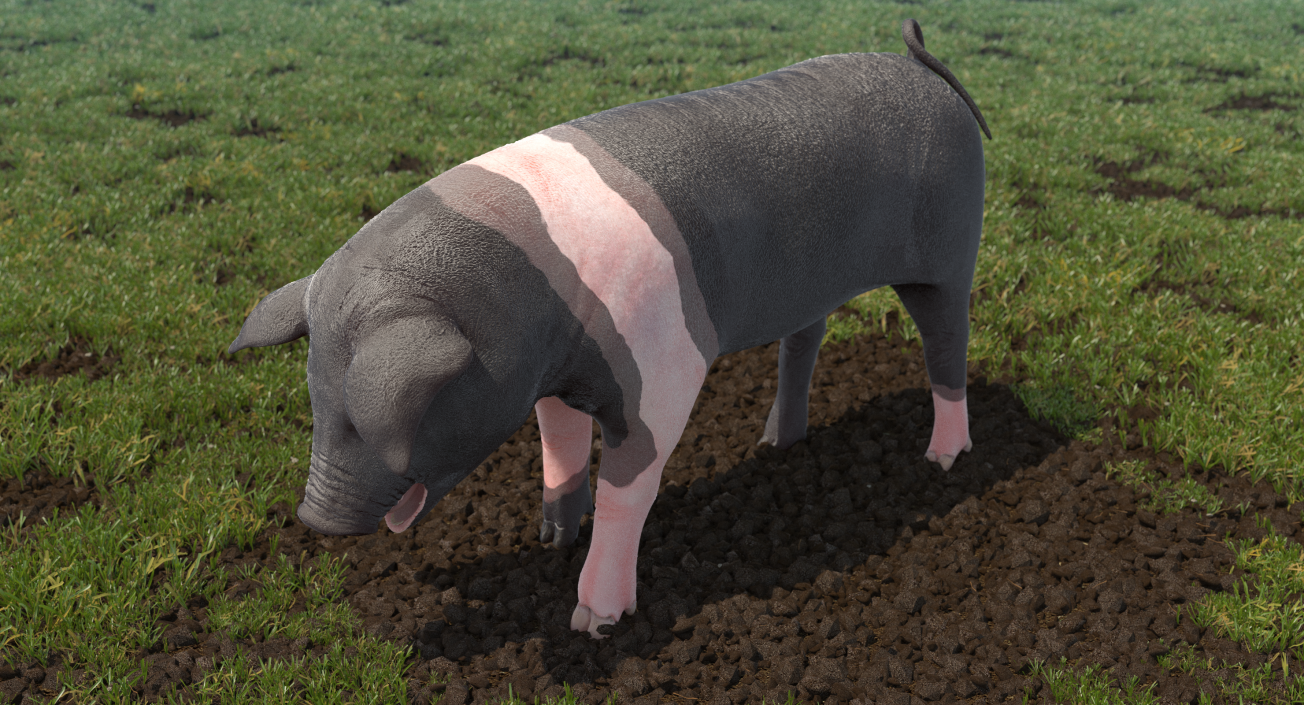 Hampshire Pig Piglet Standing Pose 3D model