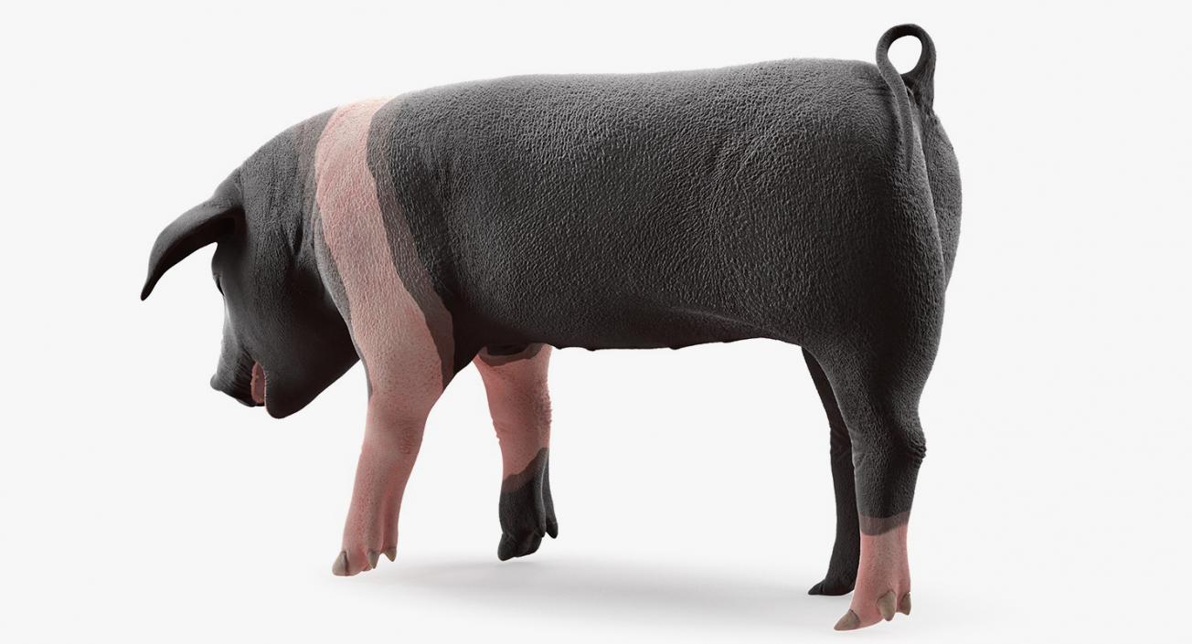 Hampshire Pig Piglet Standing Pose 3D model